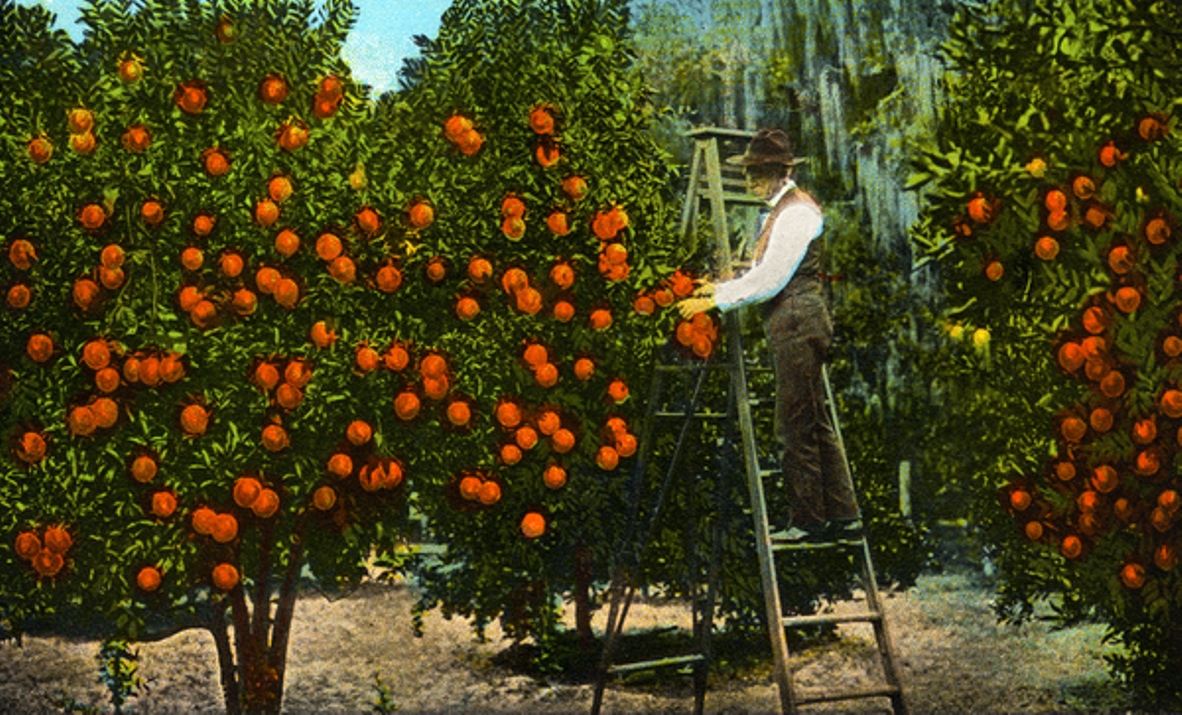 History of the Citrus Industry Northeast Florida Edible Northeast Florida